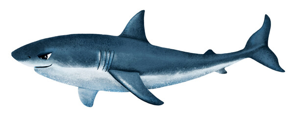 Angry shark png sticker, animal illustration, transparent background