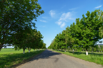 Obraz premium rural road in summer, beautiful summer landscape