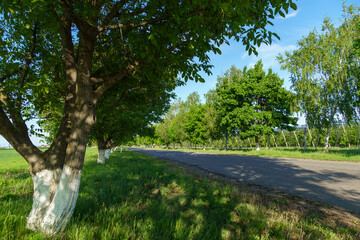 rural road in summer, beautiful summer landscape