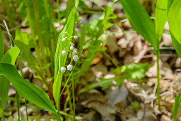 Lily of the valley (Convallaria majalis) in blossom