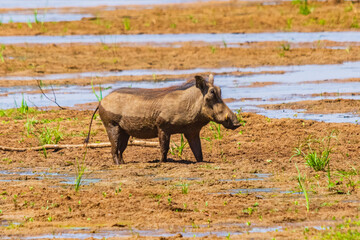 Common warthog (Phacochoerus africanus) at Lake Manyara national park, Tanzania. Wildlife photo