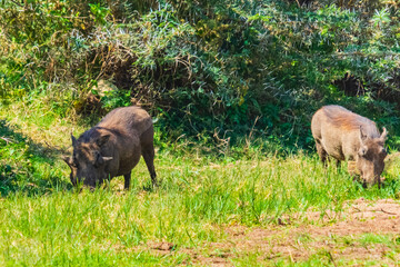 Common warthogs (Phacochoerus africanus) at Lake Manyara national park, Tanzania. Wildlife photo