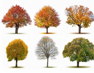 Naklejka premium Diferentes arboles en otoño sobre fondo blanco