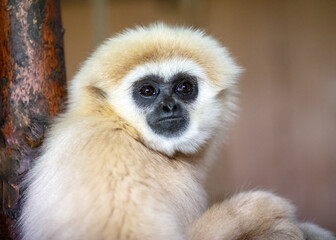A young Lar Gibbon (Hylobates lar) a rain forest resident threatened by forest clearance