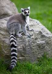 Ring tailed Lemur sitting on a rock