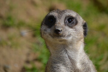 Meerkat posing closeup grey brown fur