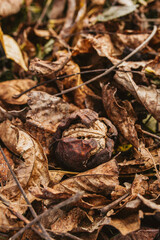 Waln&uuml;sse im Herbst