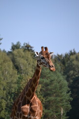 giraffe in a safari park very long neck beautiful brown fur and very tame