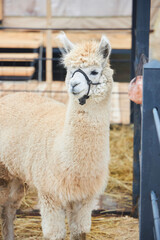 Obraz premium The animal is a mammalian llama. Raising rare animals on a farm.