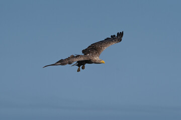 White tailed eagle - haliaeetus albicilla - in flight, gliding with blue sky in background. Photo from Szczecin lagoon in Poland