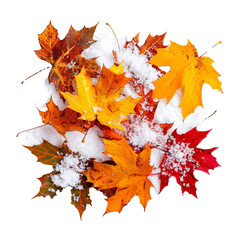 Fototapeta premium Bunch of colorful maple leaves covered with the first snow lying on a white background