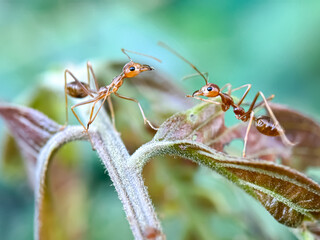 Close up of weaver ant (Oecophylla smaragdina), macro shot of weaver ant walking in the trees