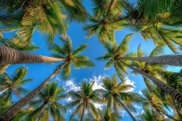 Obraz premium Tropical palm trees against a blue sky