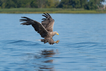 White tailed eagle - haliaeetus albicilla - in flight to catch fish with spread wings with blue water in background. photo from szczecin lagoon in Poland	
