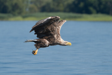 White tailed eagle - haliaeetus albicilla - in flight with fish in claws with spread wings with blue water in background. Photo from Szczecin lagoon in Poland