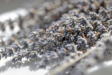 Bunch of dried lavender close up