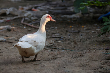 The white Muscovy Duck is stay in nature garden