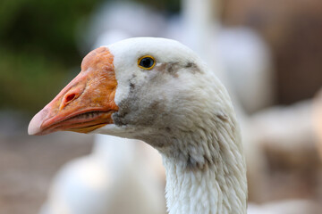 Close up head White goose in garden © pumppump