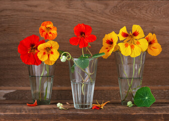 Small glasses with freshly harvested flowers and leaves of nasturtium plant on rustic background. Herbal medicine concept. (Tropaeolum)	