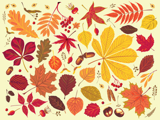 Vector set of autumn falling leaves, seeds, acorns, nuts. Fall season elements perfect for scrapbook, card, poster, invitation, sticker kit. Handmade drawing vector realistic illustrations isolated.