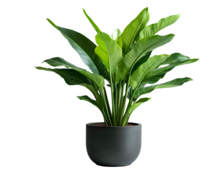A potted tropical plant with large, glossy green leaves, growing in a sleek black pot.