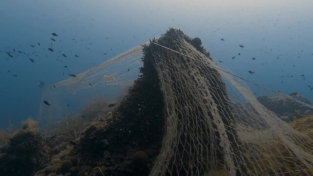 A ghost net covers the reef, entangled in corals and threatening marine life. Shows the harmful impact of abandoned fishing gear. Check my portfolio for more marine conservation footage.