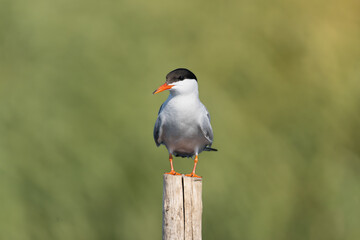 Common tern - Sterna hirundo - on stump at green background. Photo from Szczecin Lagoon in Poland.	