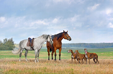 Dogs and horses standing on a field