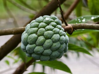 srikaya or Annona squamosa fruit with blurred background