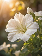 White Petunia Blossom with a Warm Sunset Glow in the Background