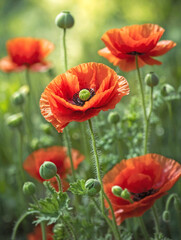Fototapeta premium Vibrant Red Poppy with a Soft Green Blurred Background