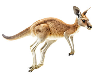 Fototapeta premium A kangaroo in mid-jump against a white isolate background, showcasing its sleek fur and powerful legs.