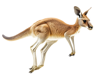 A kangaroo in mid-jump against a white isolate background, showcasing its sleek fur and powerful legs.