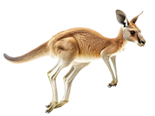 Fototapete Rund A kangaroo in mid-jump against a white isolate background, showcasing its sleek fur and powerful legs. © Earny