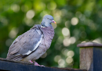 Portrait of a wood pigeon perching on a garden fence