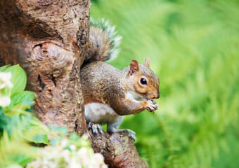 Portrait of a grey squirrel eating nut on a tree