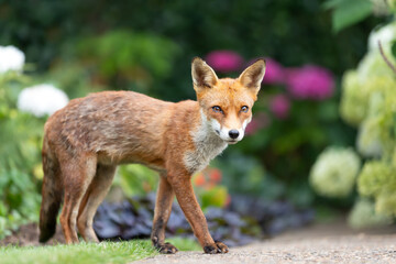 Portrait of a cute red fox cub standing in a flower garden