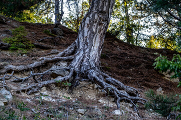 A pine tree with large roots on the ground.