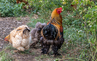 Chickens on the ground among the green grass in summer.