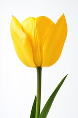 Vibrant yellow tulip flower in bloom