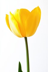 Vibrant yellow tulip flower