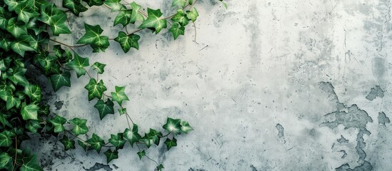 Green Creeper On Wall Background