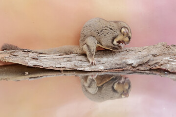 An adult sugar glider preying on a cricket. This mammal has the scientific name Petaurus breviceps.