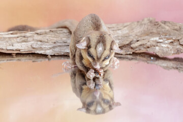 An adult sugar glider preying on a cricket. This mammal has the scientific name Petaurus breviceps.