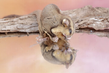 An adult sugar glider preying on a cricket. This mammal has the scientific name Petaurus breviceps.