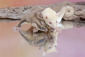 A pair of sugar gliders preying on a crickets. This mammal has the scientific name Petaurus breviceps.
