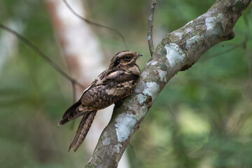 Long-tailed Nightjar (Caprimulgus climacurus) on the tree. The long-tailed nightjar is a species of nightjar in the family Caprimulgidae.
