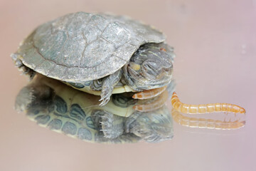 A young red eared slider tortoise is ready to prey on yellow meal worm. This reptile has the...