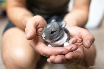 Newborn baby bunny in man's hands. Man holding tiny bunny in hand with tenderness and love. People take care a pet. New life of animal.