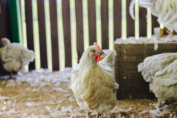 A Curious Chicken Struts Around Its Cozy Coop, Exploring Its Surroundings Amongst Soft Feathers and Natural Light Filtering Through Wooden Slats, Exuding a Peaceful Farm Atmosphere.